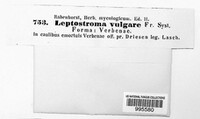 Leptostroma vulgare image
